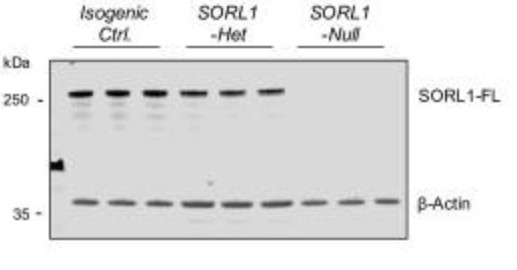 Representative western blots of SORL1 and neuron-specific β3-tubulin are shown.jpg